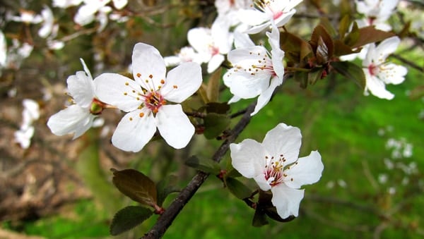 wild plum flowers