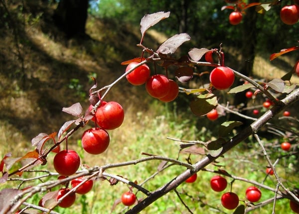 Wild plums ripening on the tree