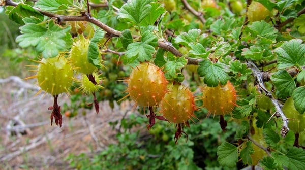 Sierra gooseberries ripening