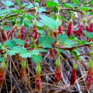 Sierra gooseberry flowers