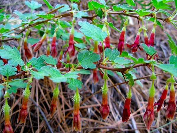 Sierra gooseberry flowers