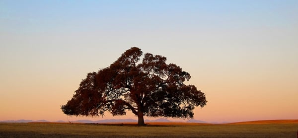 Sunrise and an old oak tree in California. 