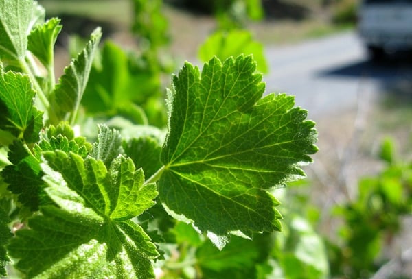 red currant leaf 