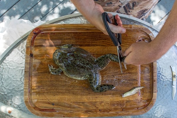 Frog Gigging Basics & How to Clean and Cook Frog Legs 