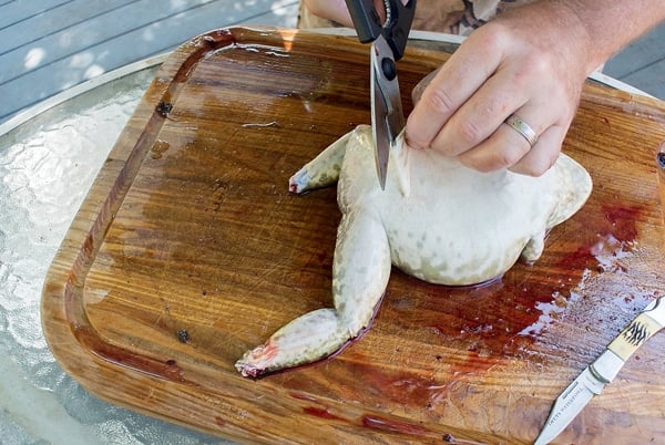 CATCHING BIG BULLFROGS with nets & Our BARE HANDS! Delicious FRIED FROG LEG  RECIPE - Catch and Cook! 