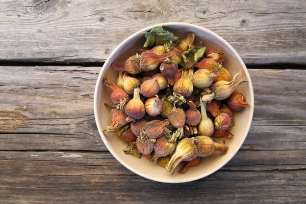 dried wild hazel nuts in a bowl