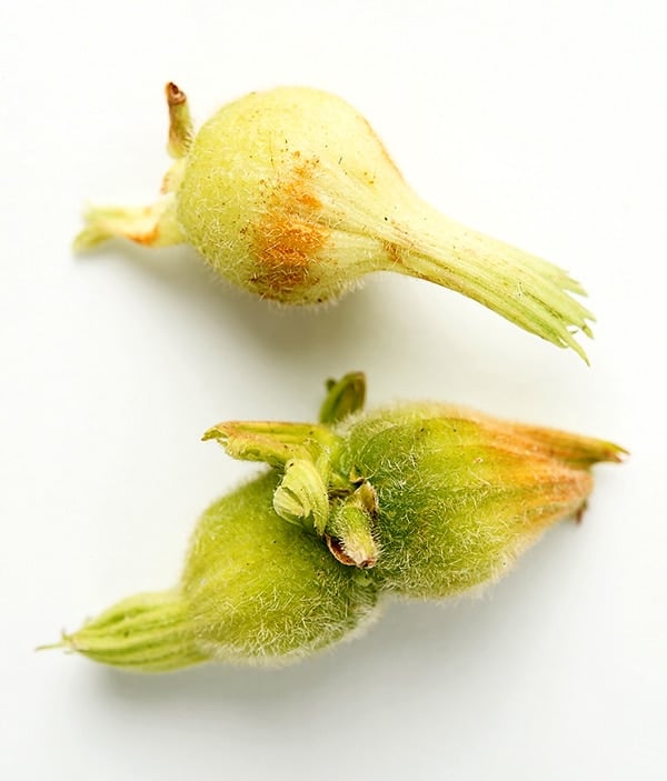fresh beaked hazel nuts