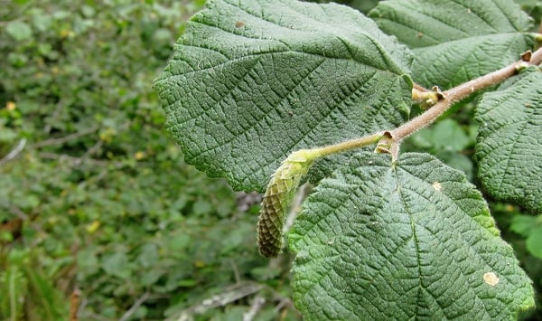 catkins of a hazel bush