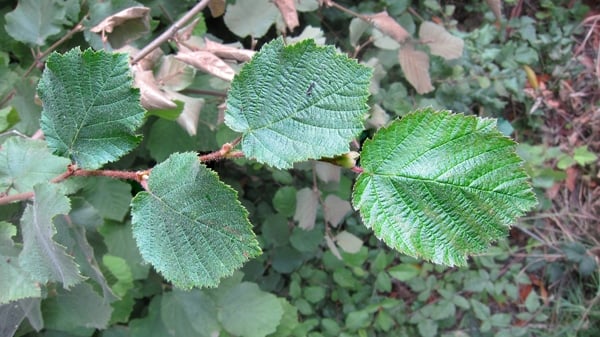 Leaves of a hazel nut bush