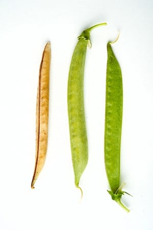 wild peas in stages