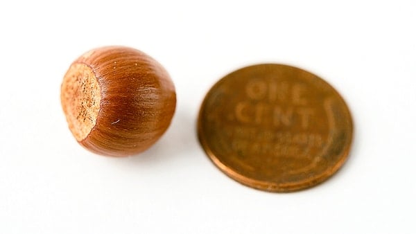 wild hazel nut with penny