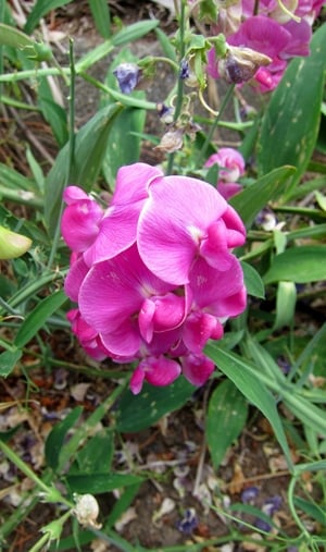 wild pea flower