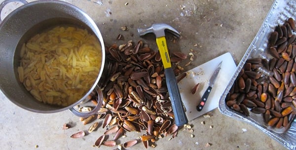 Cracking acorns into a pot of water. 