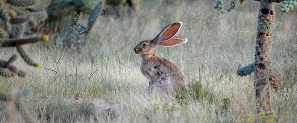 An antelope jackrabbit