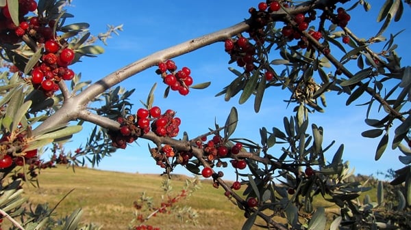 buffalo berries on the bush