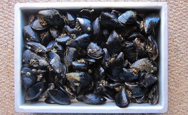 lots of freshly harvested mussels