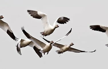 A flock of snow geese flying in the air
