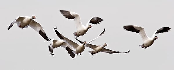 A flock of snow geese flying in the air