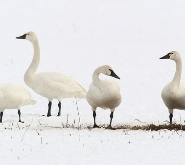 A flock of swans standing in snow.