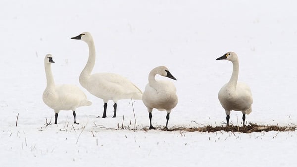 A flock of swans standing in snow. 