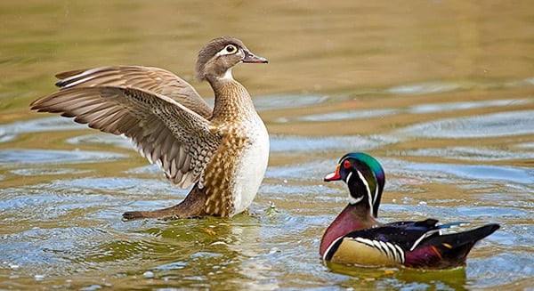 Male and female wood ducks in a pond
