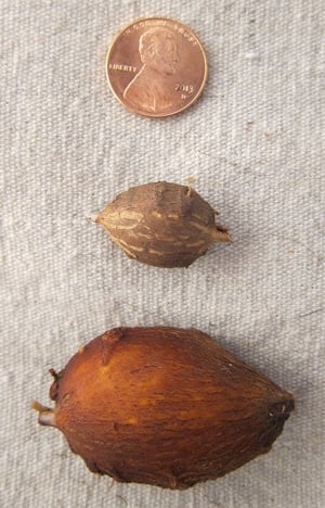 Various sizes of groundnut tubers. 