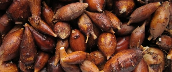 8 Types of Nuts You Might See at the Fall Farmers Market – Produce