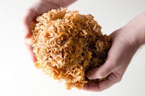 Holding a cauliflower mushroom