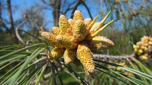 Bull pine catkins with pollen