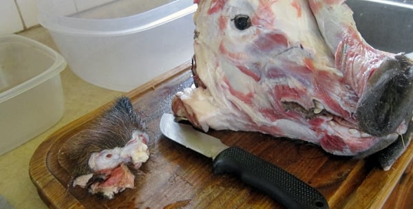 A pig's head, ready to be made into fromage de tete