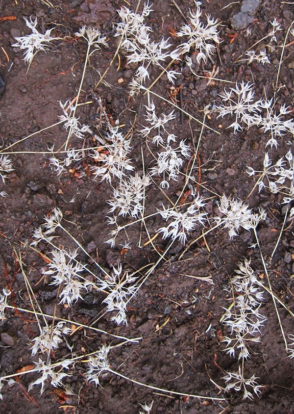 Idaho wild onion flowers