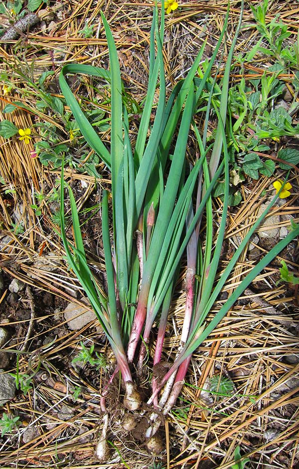 Sierra Nevada wild onions