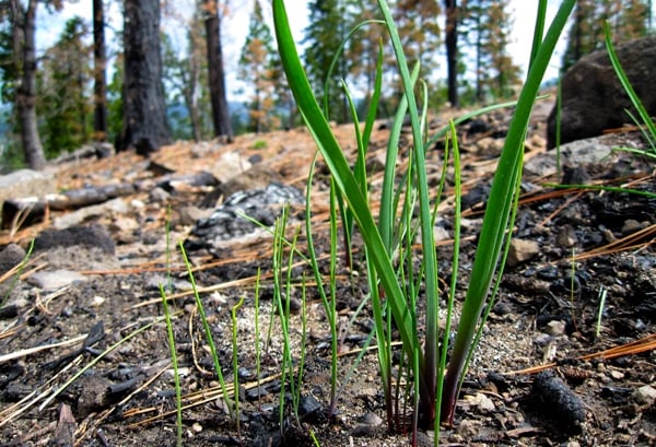 Sierra wild onions 