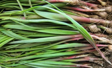 California wild onions