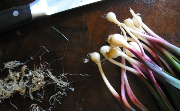 Trimming wild onion roots off