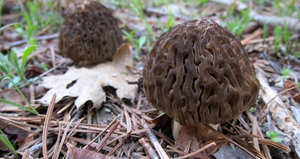 Sierra burn morels