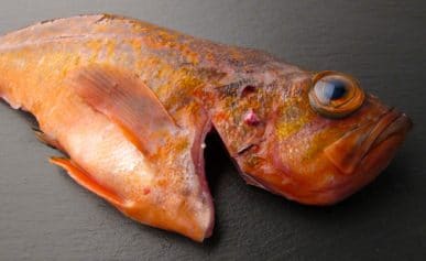 A vermillion rockfish.