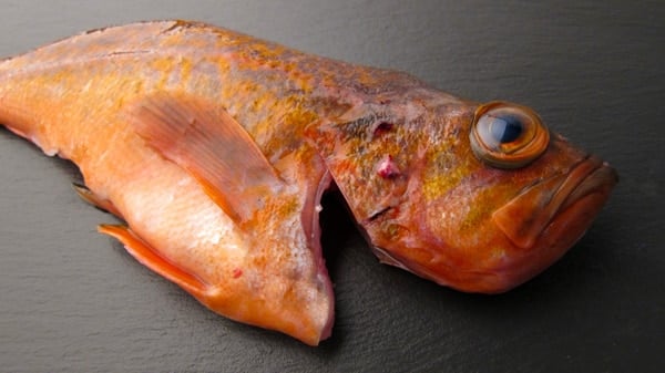 A vermillion rockfish. 