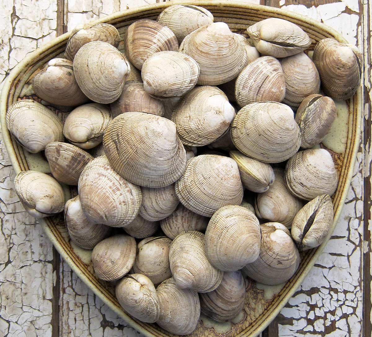 A tray full of Western littleneck clams.