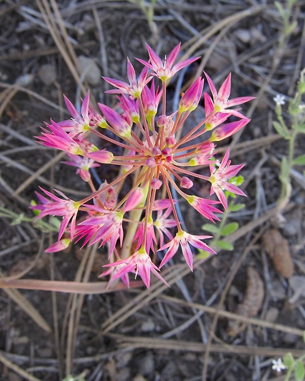 Wild onion flower from the Sierra Nevada
