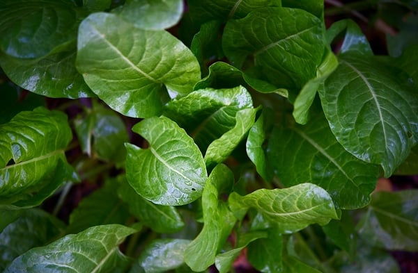 Close up of garden sorrel in the garden. 