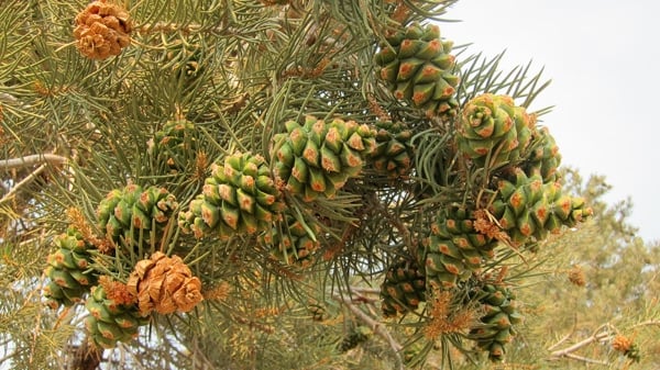 Pinus monophylla with cones