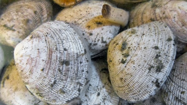 purging clams, with expelled grit in the water