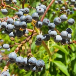 Close up of ripe elderberries.