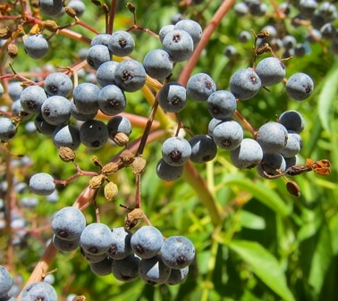 Close up of ripe elderberries.