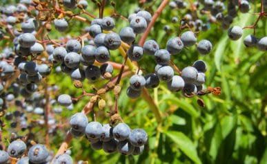 Close up of ripe elderberries.