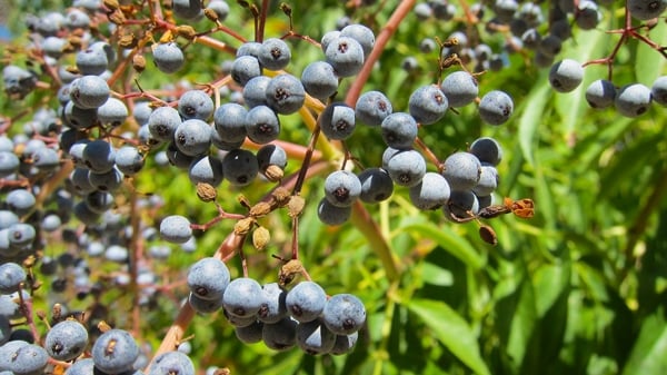 Close up of ripe elderberries. 