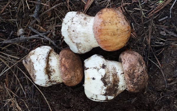 three spring porcini