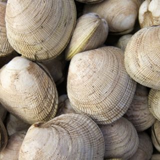 How to purge clams