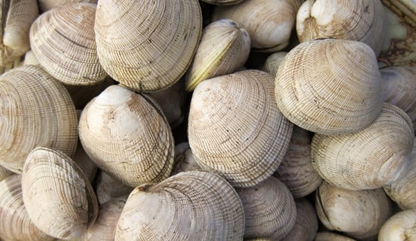 How long do on sale clams live